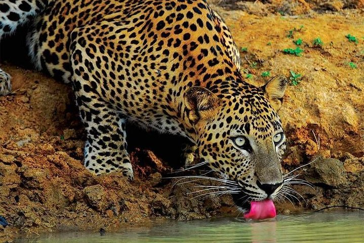 leopard at wilpattu national park, srilanka